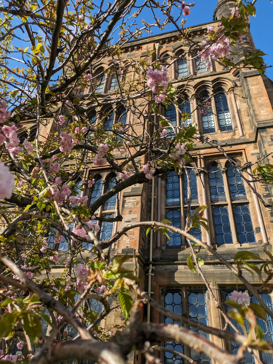 With the cherry blossom trees now in bloom, our campus is looking pretty in pink 🌸 #cherryblossoms #PrettyInPink #TeamUofG #Spring