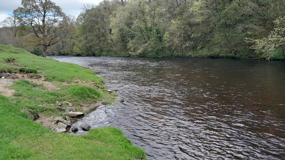 Out on the Wharfe preparing for my North Country Spider demonstration day on Sunday for Addingham AA. The river looking good and clear. 2 fish to the net during the practical casting session.