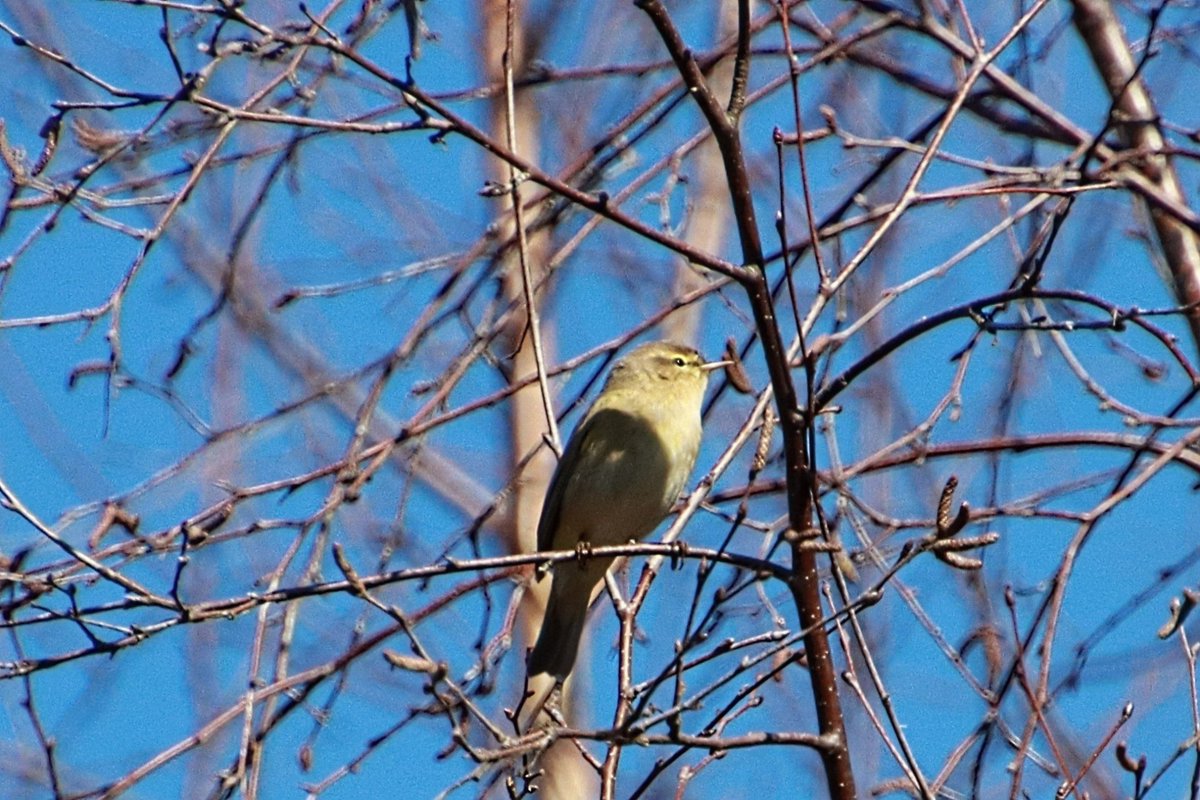 Join us this coming Monday 22nd April 10.00 a.m. till 12.00 for our monthly bird survey led by Sally Hyslop of @DonCatchmentRT and our very own @AshtonSvm. Click on the link for details. dcrt.org.uk/events-calenda…