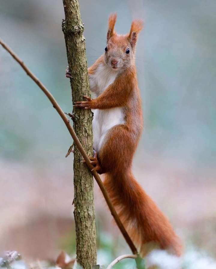 So beautiful squirrel ❤️ Photography ❤❤❤😛😛 #bestphotochallenge #BestPhotographyChallengeio #picturechallenge #photo #challenge #photographychallenge #mickeygaurav #picture #picoftheday #photographer #photoshoot #photochallenge #PhotoEditingChallenge #challengechallengemake