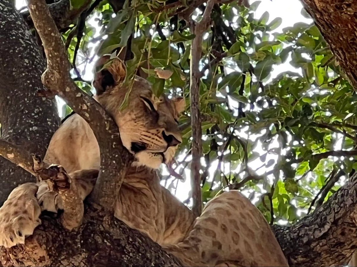 precise_tour's tweet photo. The lions of Tarangire National Park in Tanzania are known for their resilience in the face of the park's varying landscapes and climate. They're a vital part of the park's ecosystem, showcasing strength and adaptability in their hunting techniques and social structures. https://t.co/mpXA8ppLzx