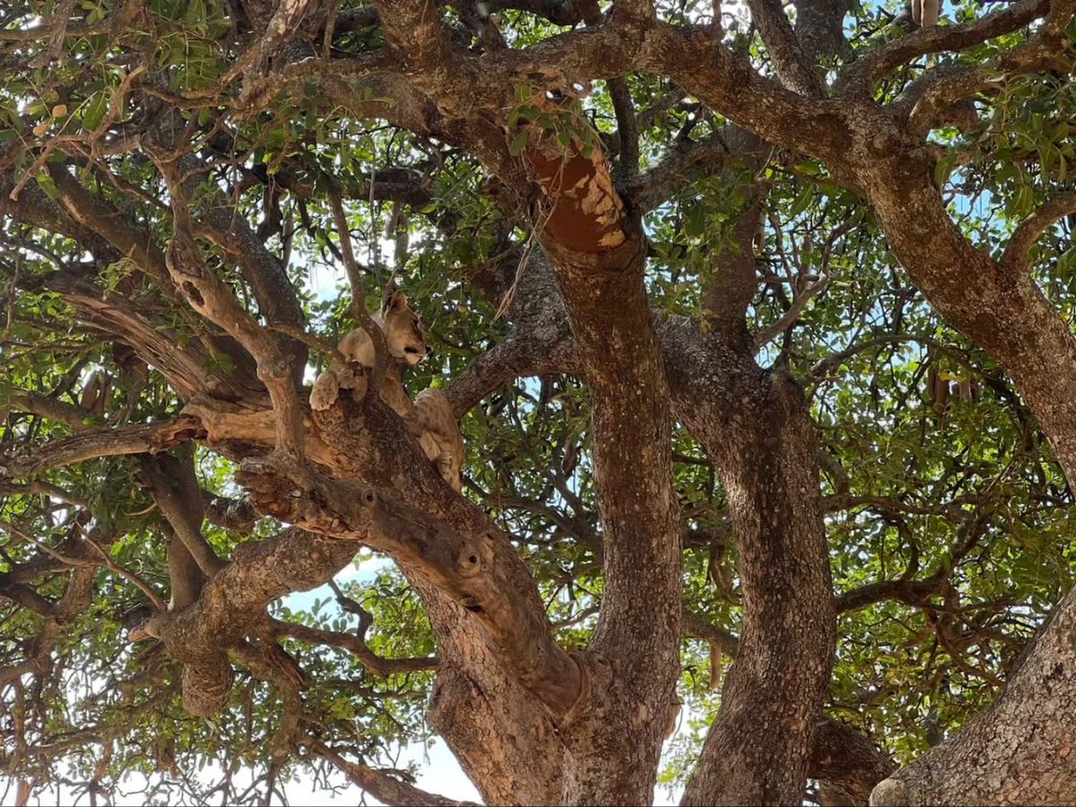 precise_tour's tweet photo. The lions of Tarangire National Park in Tanzania are known for their resilience in the face of the park's varying landscapes and climate. They're a vital part of the park's ecosystem, showcasing strength and adaptability in their hunting techniques and social structures. https://t.co/mpXA8ppLzx