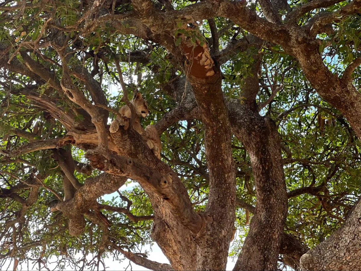 precise_tour's tweet photo. The lions of Tarangire National Park in Tanzania are known for their resilience in the face of the park's varying landscapes and climate. They're a vital part of the park's ecosystem, showcasing strength and adaptability in their hunting techniques and social structures. https://t.co/mpXA8ppLzx