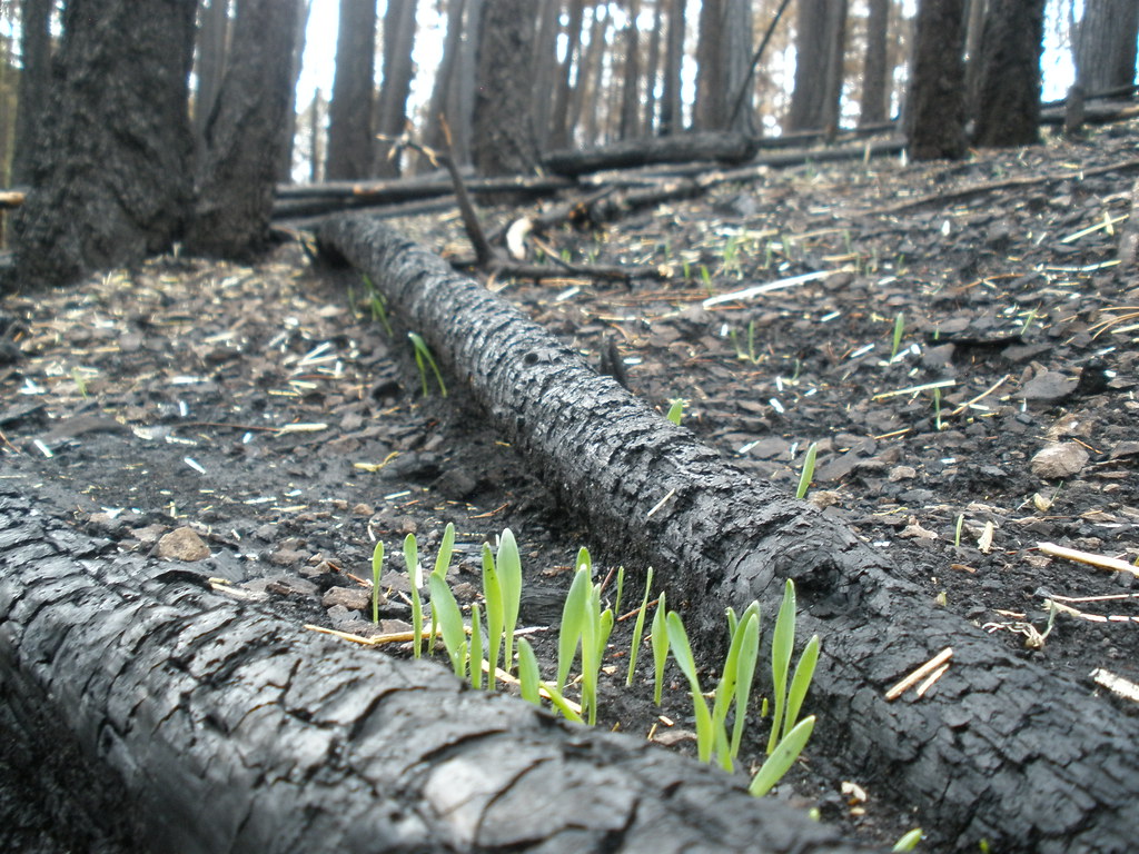 FirstChevalier's tweet image. Week 15 Remembering the Storm in Peace lesson is up on Substack now. The link is in the first comment.
Link-markmalcolm.substack.com/p/week-15-reme…
Image-"Sprouting Seeds" by Gila National Forest Photography is licensed under CC BY-SA 2.0.