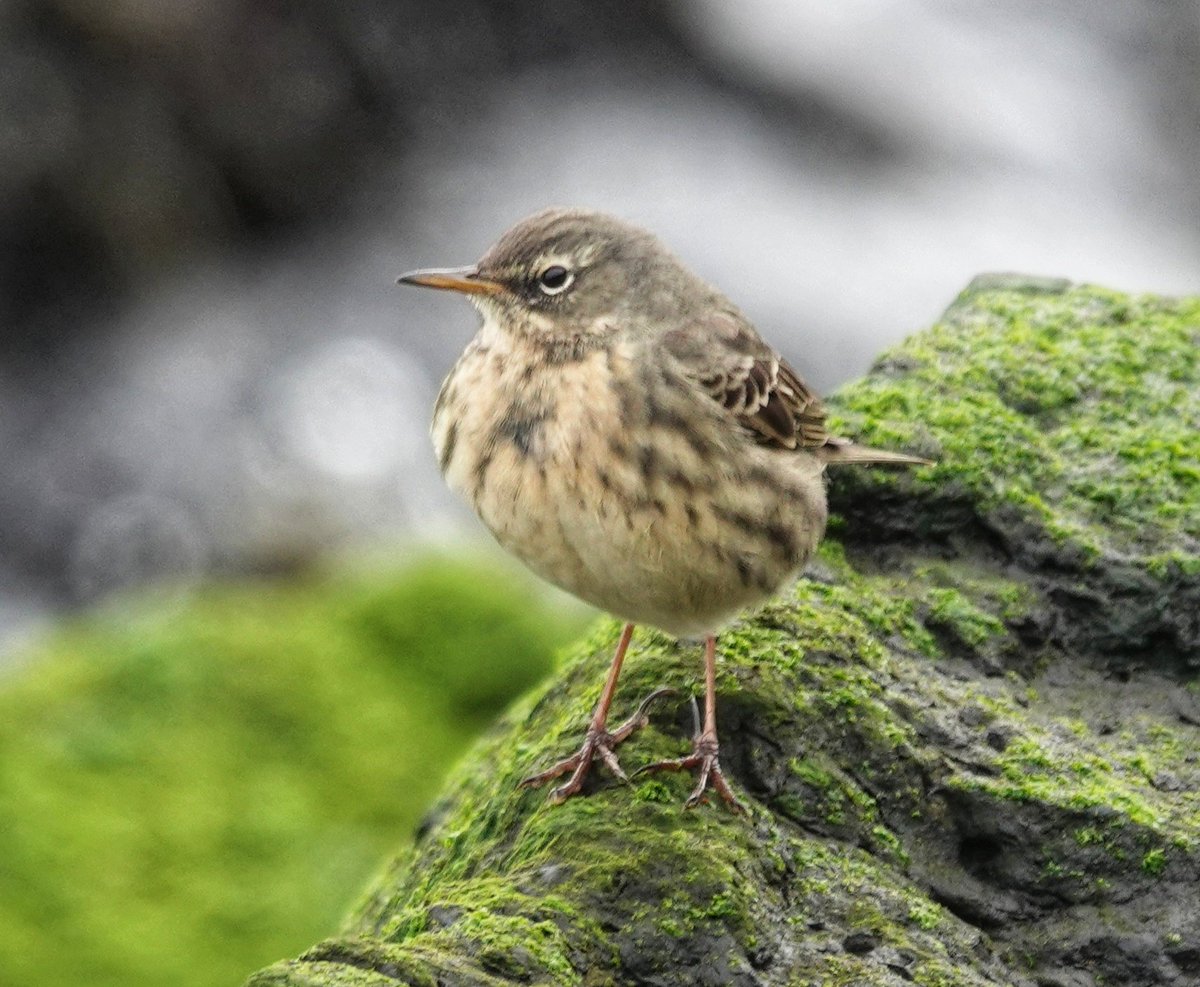 Rock Pipit from Castlerock today #birdphotography #birdwatching #BirdsSeenIn2024 #BirdTwitter