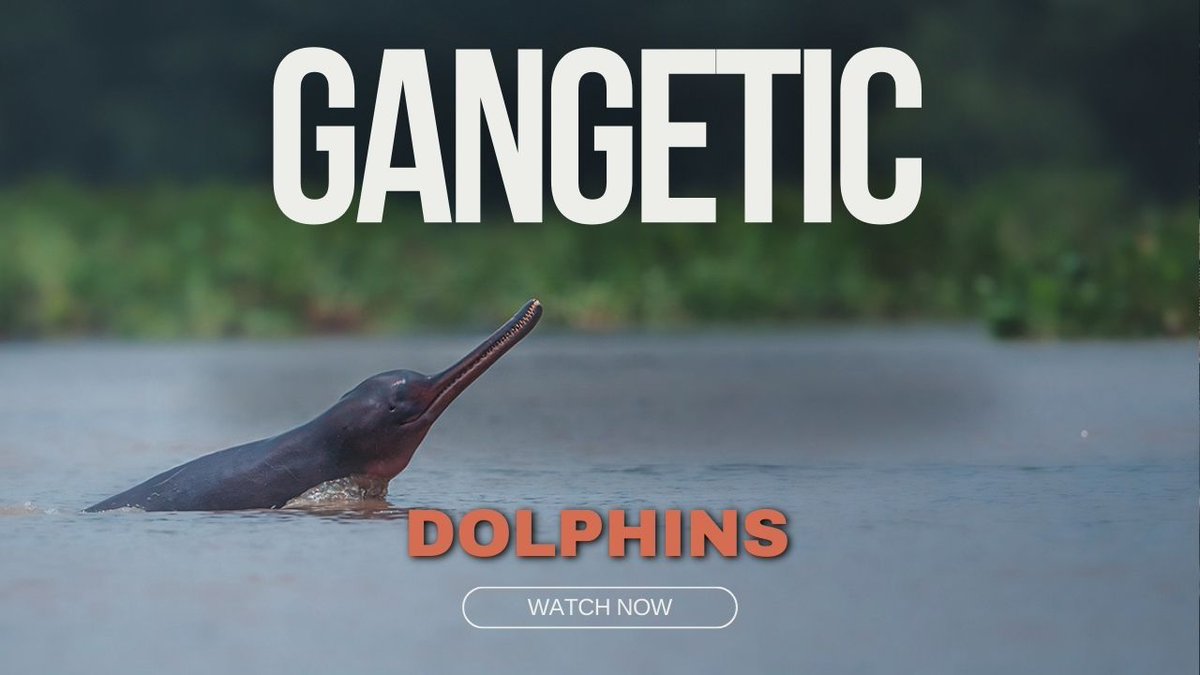 youtu.be/Bhhbgjgtb40?si… 'Gangetic Dolphin Wonderland: Exploring India's Aquatic Treasures'