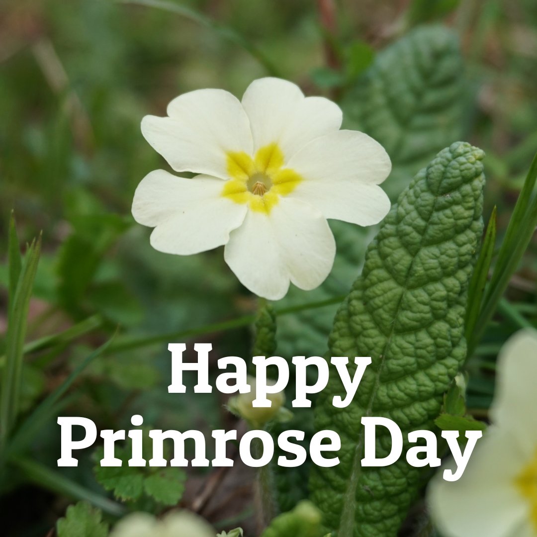 Love_plants's tweet photo. Happy #Primrose Day 🌼
Primrose’s sunny yellow flowers are some of the first to bloom and a common sight across the UK 🌱
But do you know why 19th April is #PrimroseDay?
Watch this video to find out more about this special flower 👉 https://t.co/eNJTIdbKkj https://t.co/4isddmWot3