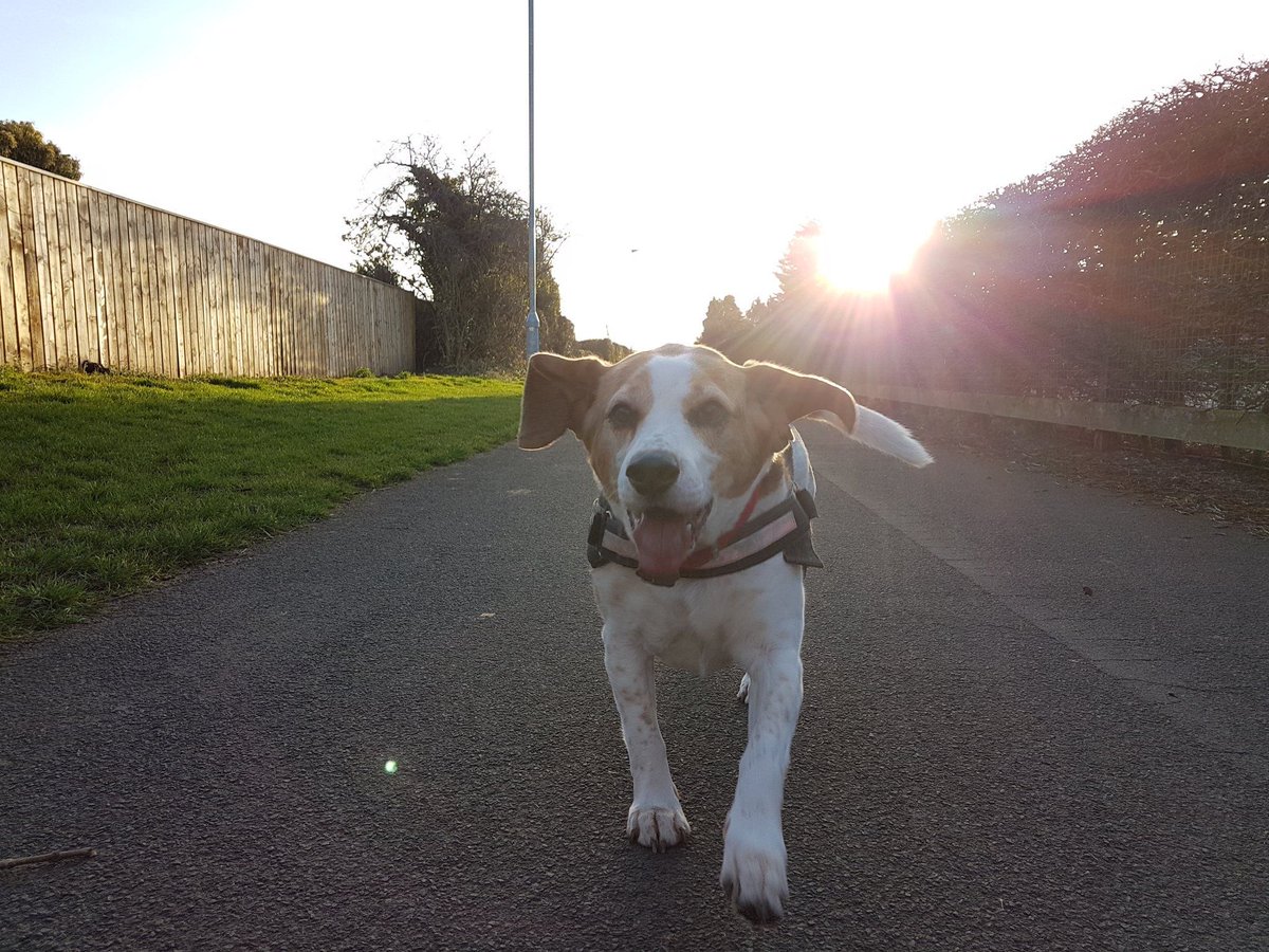 The sight of a #beagle will brighten one’s day within 1.33 seconds of exposure. #beaglefacts

📷 <a href="/Clivethebeagle/">David Thompson</a> / Twitter