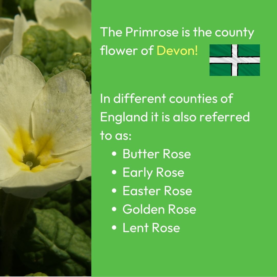 Happy #Primrose Day 🌼 Primrose’s sunny yellow flowers are some of the first to bloom and a common sight across the UK 🌱 But do you know why 19th April is #PrimroseDay? Watch this video to find out more about this special flower 👉 youtube.com/watch?v=2ey7Sg…