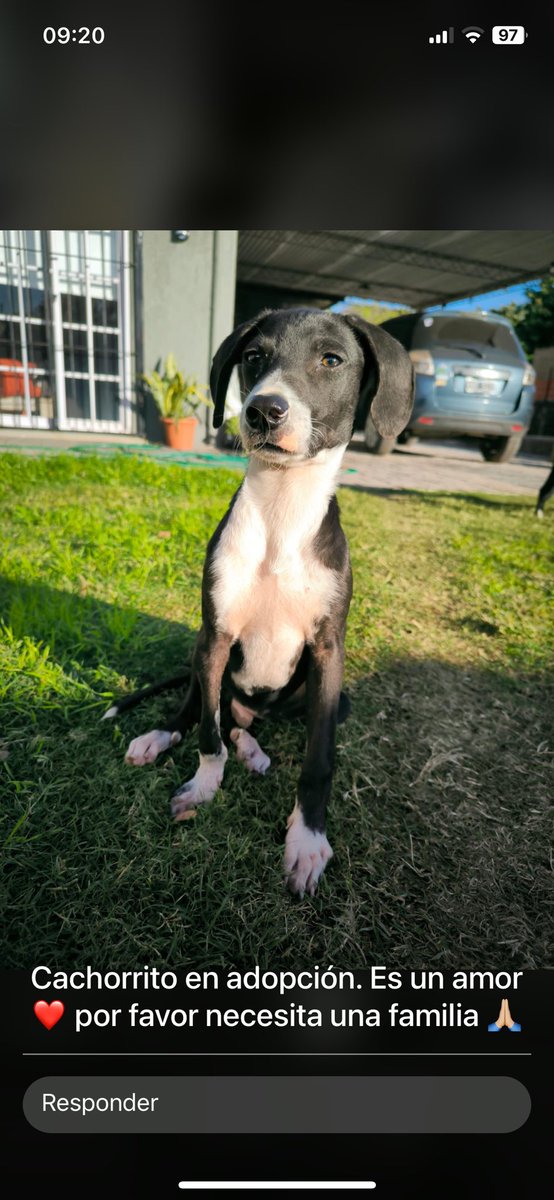 AlanaDreiling's tweet photo. Bebé de 4 meses. Abandonado con su hermana y mamá en la calle. Van a pasar los peores fríos en la calle. Merecen dormir calentitos como vos todas las noches. Dale una oportunidad 🙏🏼🙏🏼#Adopta https://t.co/d7BhNWLq7W
