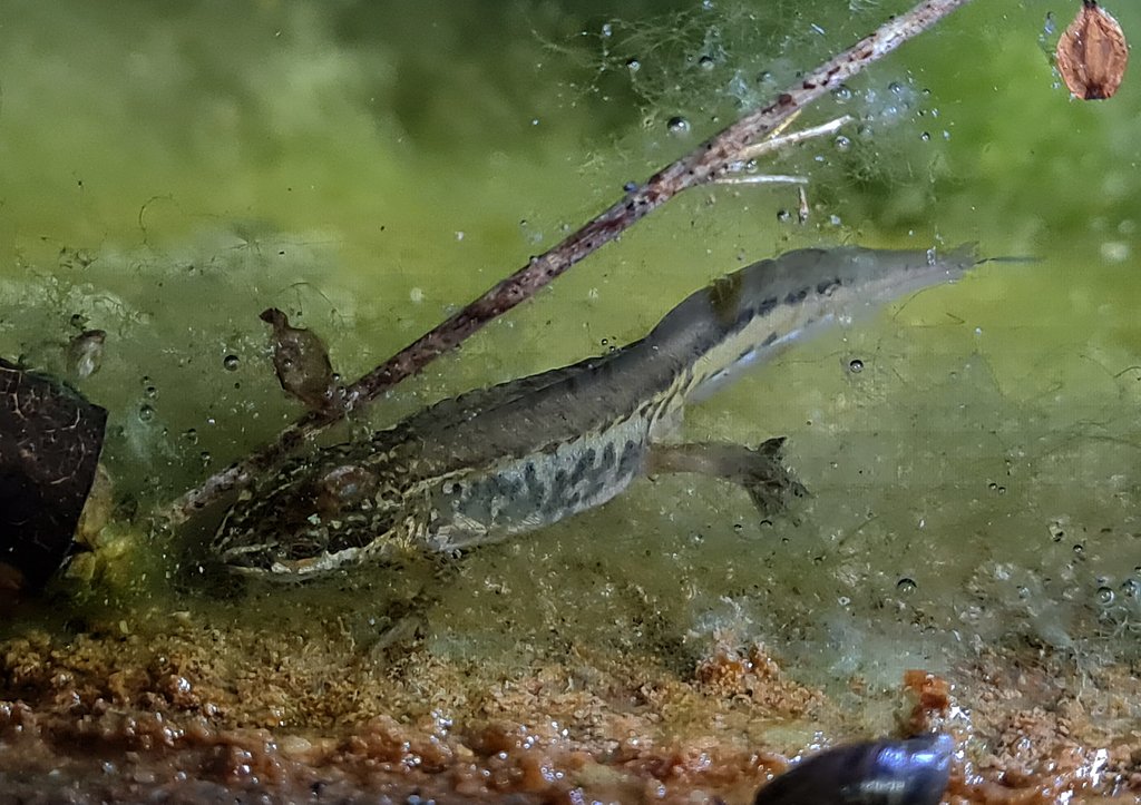 Our first newt survey of the season took place on the evening 18th, by torchlight, with an impressive 25 newts of both Common and Palmate being recorded in the Mill Pond.