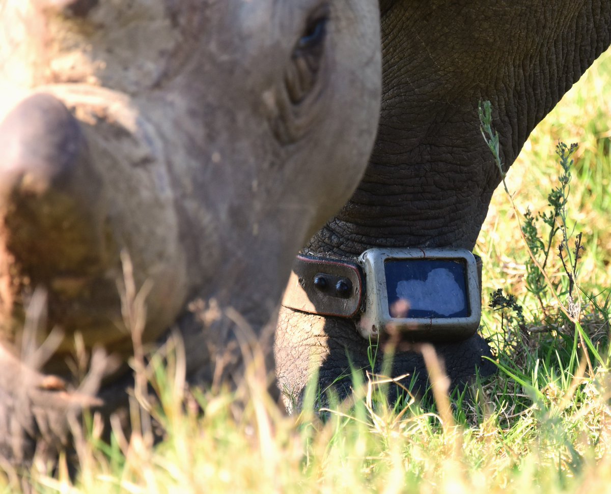 Tracking devices are vital to protecting rhinos in their natural habitat. Donate to our <a href="/BigGive/">Big Give</a> Green Match Fund by midday on Thursday 25th April to have your donation DOUBLED and help us fit more collars like these🦏🦏
bit.ly/hrbiggive2024