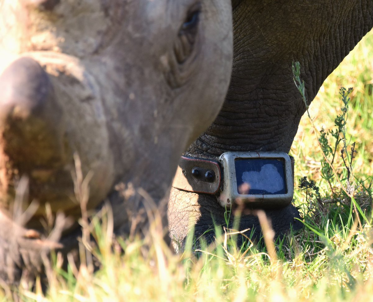 Tracking devices are vital to protecting rhinos in their natural habitat. Donate to our @BigGive Green Match Fund by midday on Thursday 25th April to have your donation DOUBLED and help us fit more collars like these🦏🦏
bit.ly/hrbiggive2024