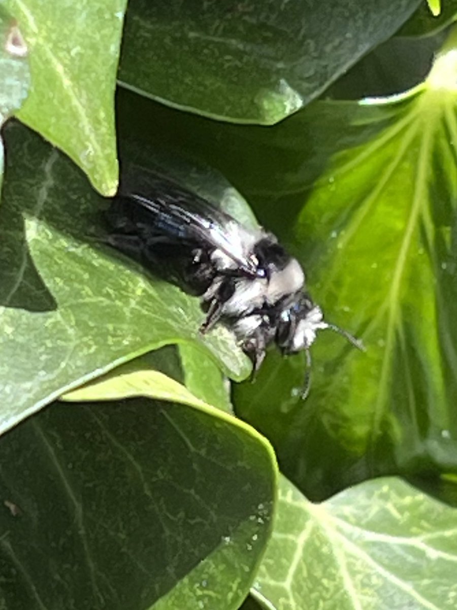 A female Ashy Mining Bee  on the garden ivy just now. Possibly my favourite solitary bee species, I just love the pale grey and black stripes.@SolitaryBeeWeek @ivysuckle