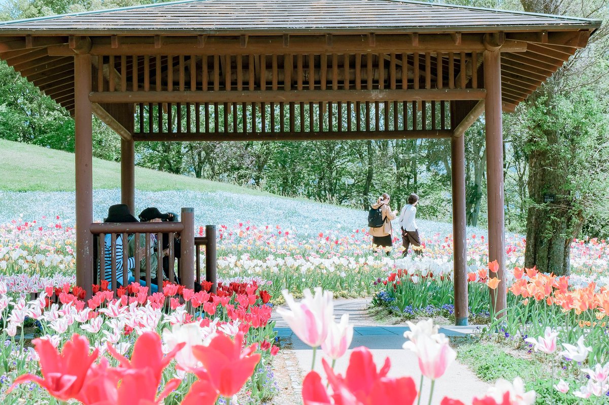 まんのう公園
ネモフィラはきれいだったけど、チューリップは見頃過ぎてるのもちらほらありました🤔

#香川県 #まんのう公園 #ファインダー越しの私の世界 #写真で伝える私の世界 #写真で伝えたい私の世界 #写真で奏でる私の世界 #キリトリセカイ #photography