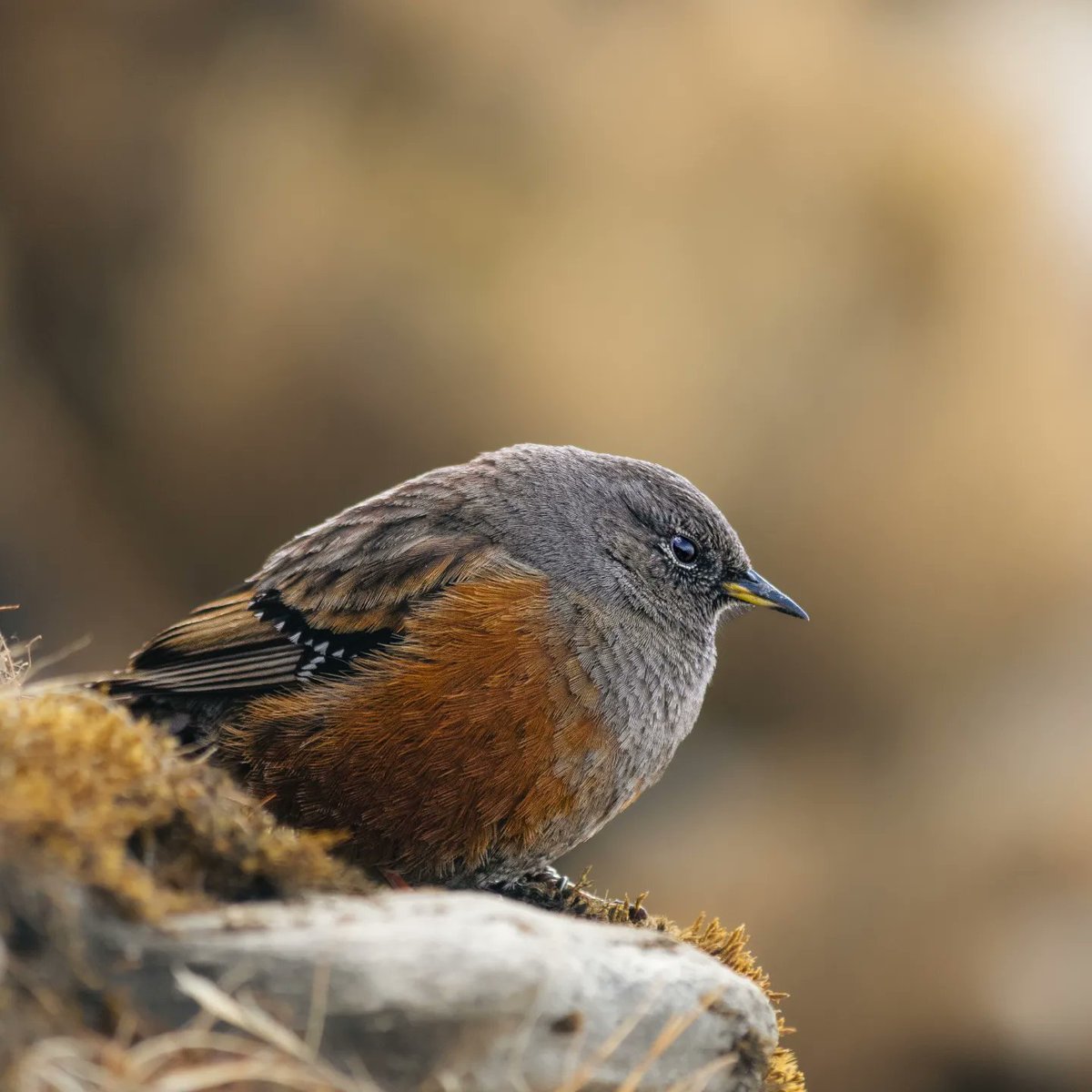 Take some rest little fella, its tiring to fly above most of us can't even imagine.

In pic :Alpine accentor

#IndiAves #Alipinebird #chandrashilapeak #uttrakhand #indianwildlife #wildlifephotography #birdphotography #birdsofindia #birdsofinstagram  #shotoftheday
