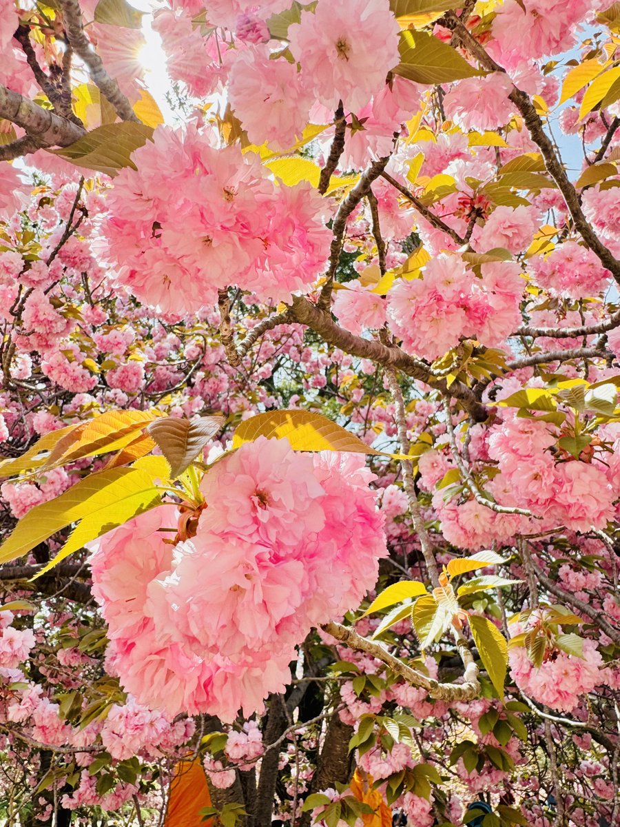 𝙎𝙃𝙊𝙊𝙉𝙂 tweet media