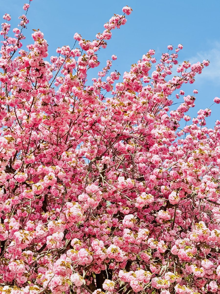 𝙎𝙃𝙊𝙊𝙉𝙂 tweet media