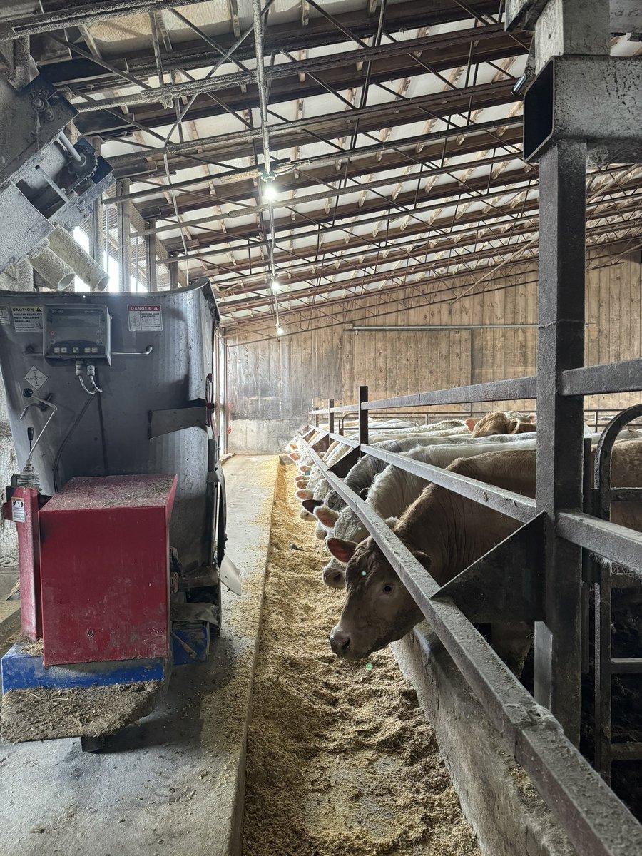 Another great day to be on the road! Barns in Ontario come in all shapes and sizes, you can see here this feedlot uses a mini TMR mixer to feed their cattle. Bunks are clean, ally ways swept and cattle are happy!
