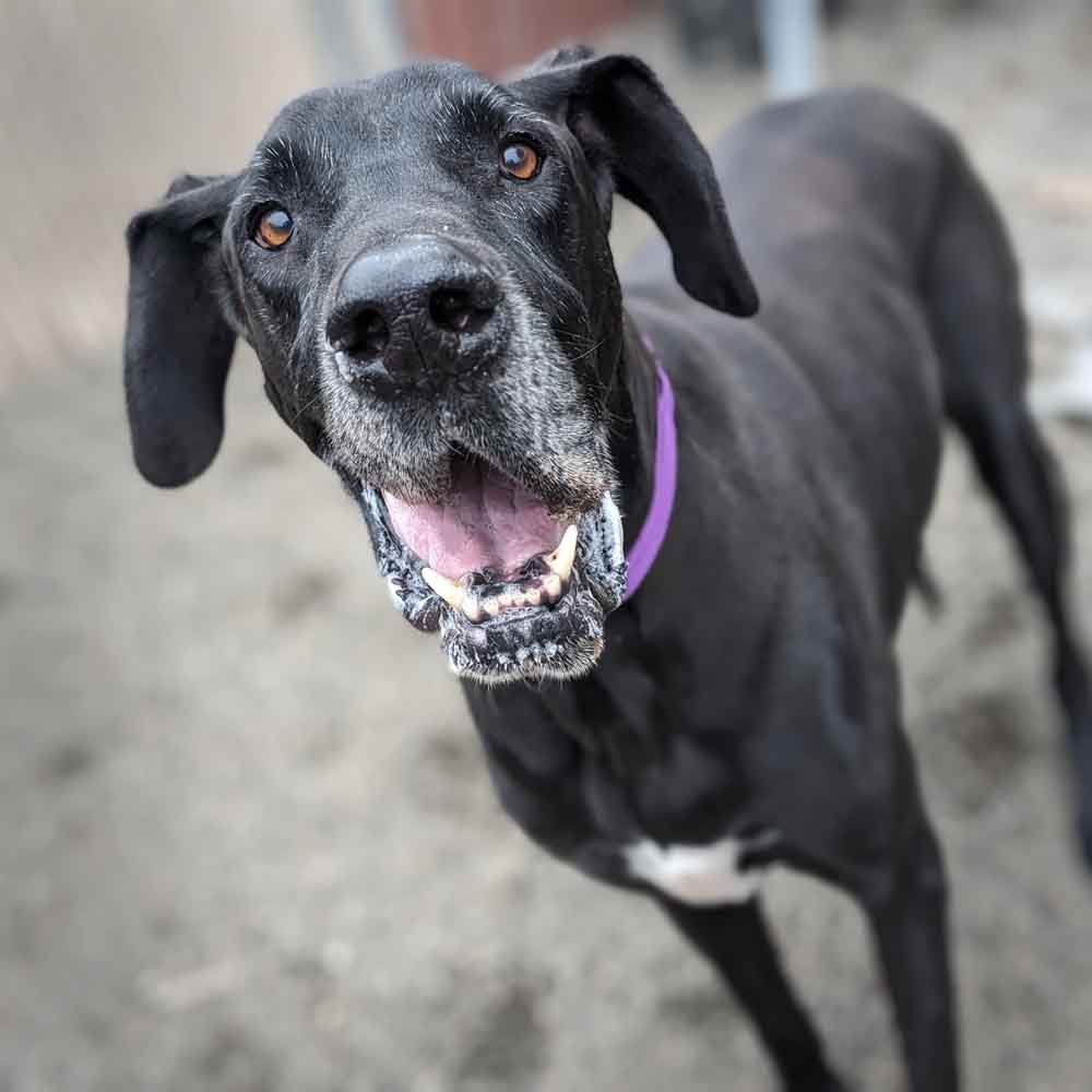 🐾📣 Calling all animal supporters - We're searching for a home where Oden and Zeus can be adopted together. Will you please help by liking and sharing? #GreatDanes #BondedPair #MCASAdoptablePets

Oden: multcopets.org/adoptable/2581…
Zeus: multcopets.org/adoptable/2581…