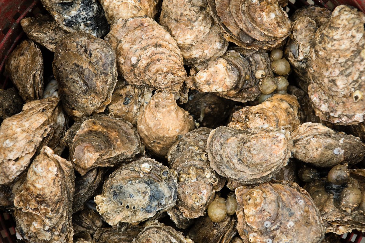 As filter feeders, oysters play a very important role in keeping the watershed clean by filtering up to 50 gallons of water every day!🦪 📸Will Parson/Chesapeake Bay Program