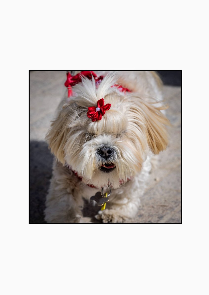 There's not long to go now! Will you be attending the Cromford Mills Dog Show with your canine companions? Join us on Sunday 28th April for a day dedicated to our furry four-legged friends. 🐶 Find out more and register your dog at cromfordmills.org.uk/event/cromford… Images by @mrgjmc