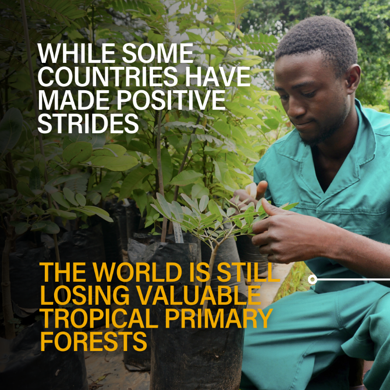 WorldResources's tweet photo. Forests support our planet every day, not just #EarthDay!🌳🌍

2023 saw dramatic reductions in primary forest loss, showcasing that political leadership and strong policies work. But the story is not consistent around the world.

Read the Findings👉 https://t.co/vNFwjuy2vx