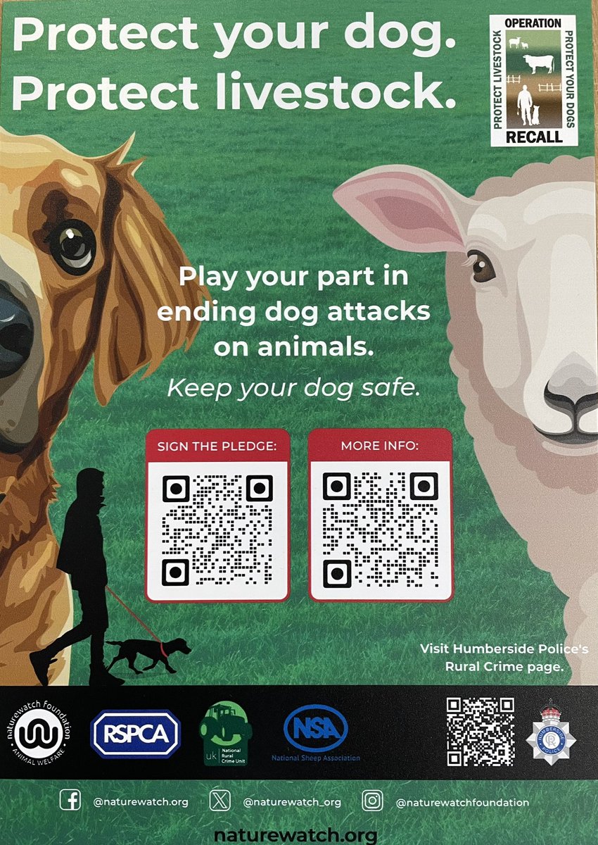 #RuralTaskForce #OpRecall This week the team have dealt with a Livestock Worrying offence where a dog off the lead has entered a sheep field. Livestock worrying can have fatal consequences for the sheep & dog. Keep your dog on a lead around livestock. @Naturewatch_org @NFUtweets