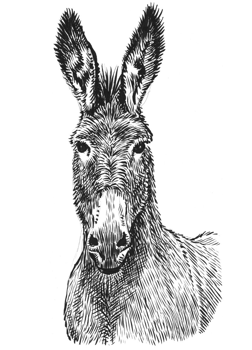 Donkey sketch.