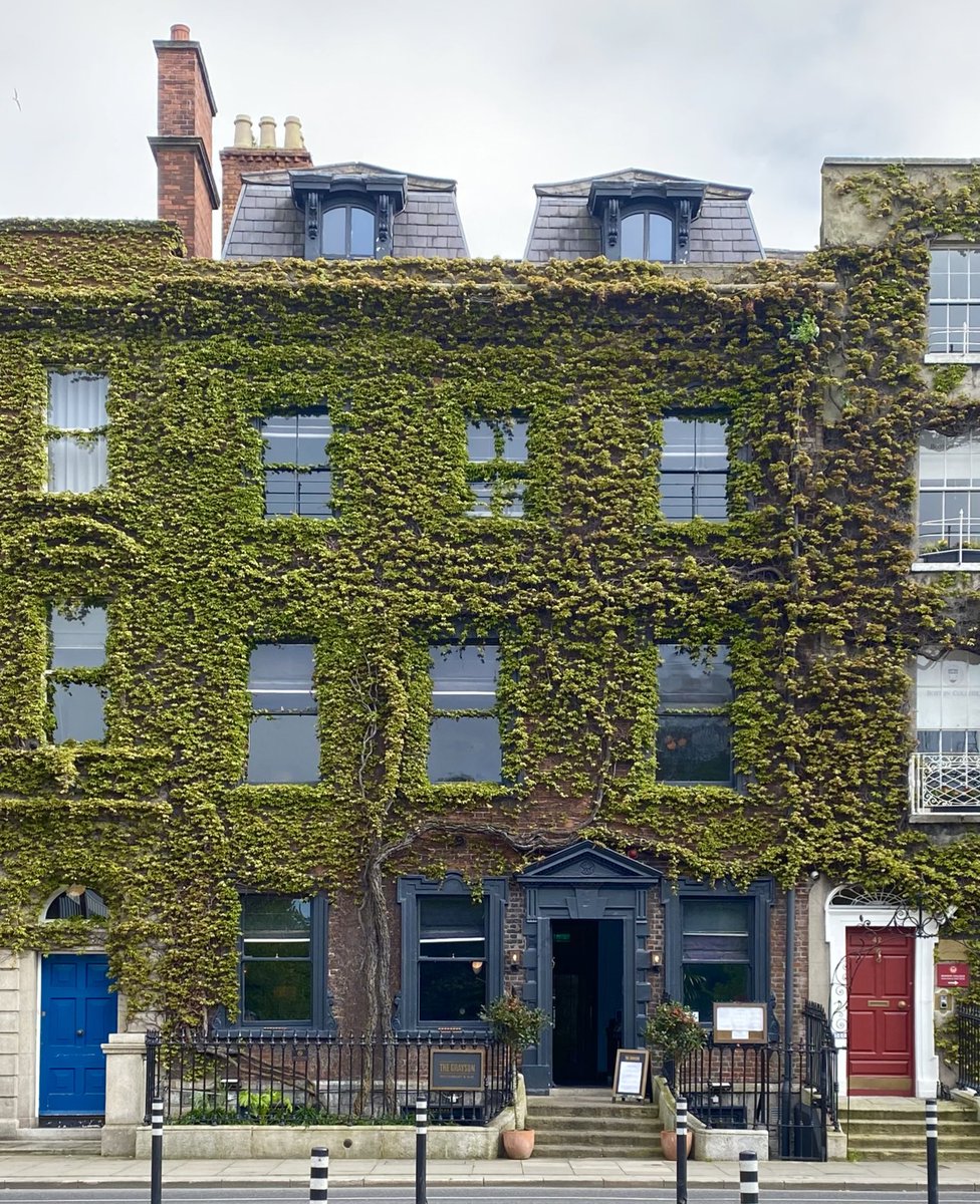 dubcivictrust's tweet image. 45 St. Stephen’s Green must host one of the oldest Virgina creepers in Dublin, its massive knarled trunk sprawling up the soft bricks of its 18th-century façade for the best part of a century. This curious house, belying hipsterisation, is wonderfully intact beneath the leaves 🧵