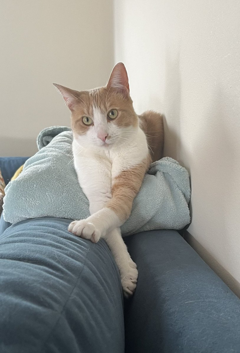 Anne Susco (She/Her) tweet media