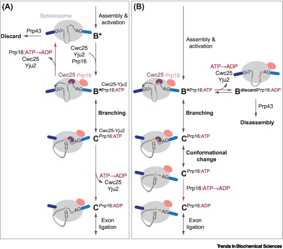 TrendsBiochem's tweet photo. Online now - the Review "Understanding the dynamic design of the #spliceosome" from @pauletteoctopus and @hitenmadhani.
 
#premRNA #splicing #snRNA #ATPases #proofreading

https://t.co/vZW7BY6HVt https://t.co/7vpxU6dxyG