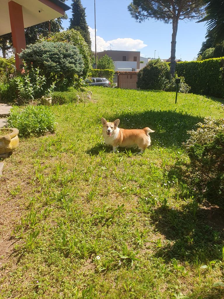 Sunny spring day ☀
.
.
.
.
#cheddarthecorgi #cheddar #cheddarthedog #corgi