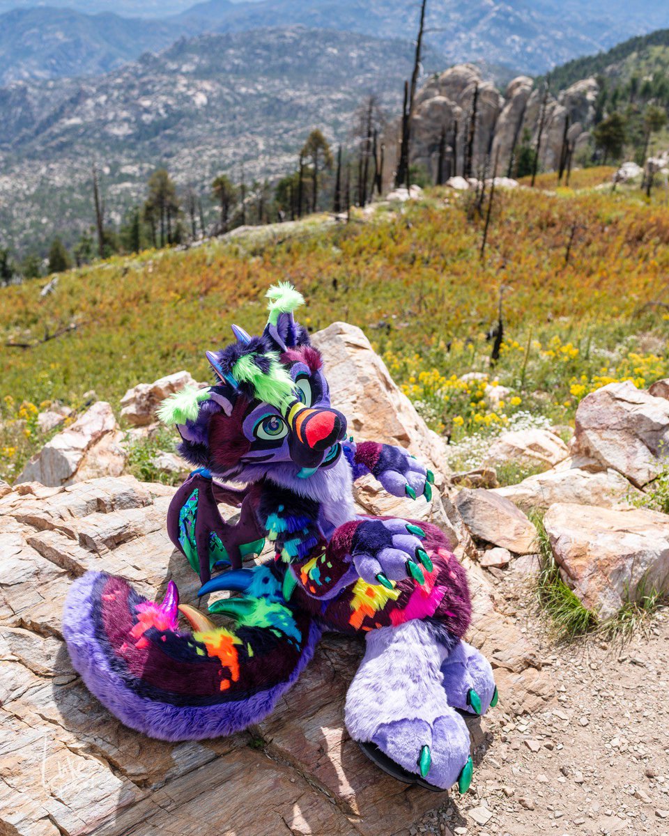 Kitty up the mountain! The view is great!
📸:@luke_spots 
🧵:@WildFoxWorks 
#FursuitFriday