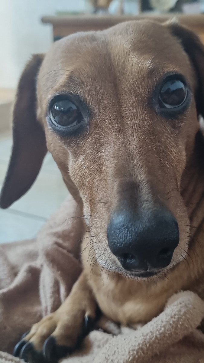 JessRorr's tweet photo. @twaniimals https://t.co/EKR7jWqken