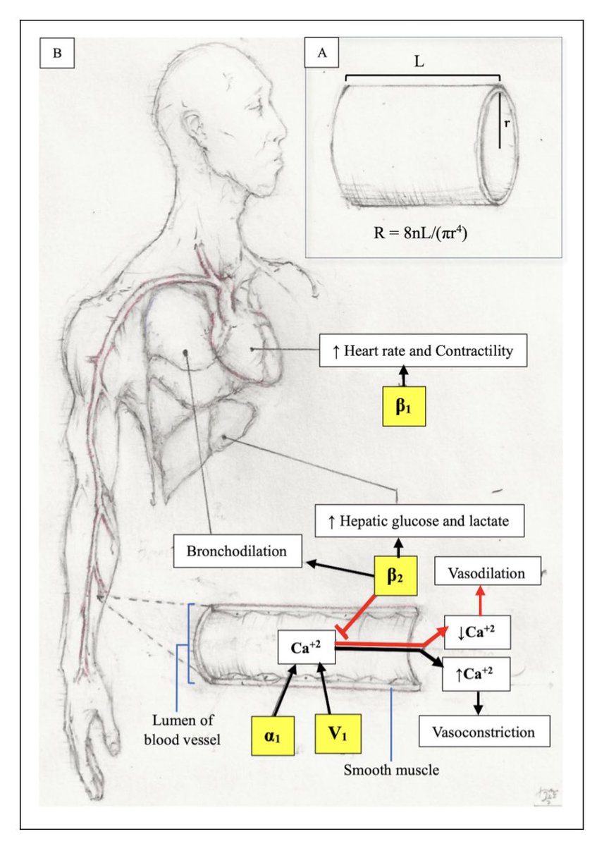 ZHeart11768530's tweet photo. 🔴 A Guide to the Use of Vasopressors and Inotropes for Patients in Shock  #2024Review 
 https://t.co/3qCEzf1f0V
 #CardioEd #Cardiology #CardioTwitter #cardiovascular #FOAMed #MedTwitter #medtwitter #CardioTwitter #paramedic #MedX #meded #cardiotwiteros #cardiotwitter #MedEd https://t.co/HrhrAJVgiG