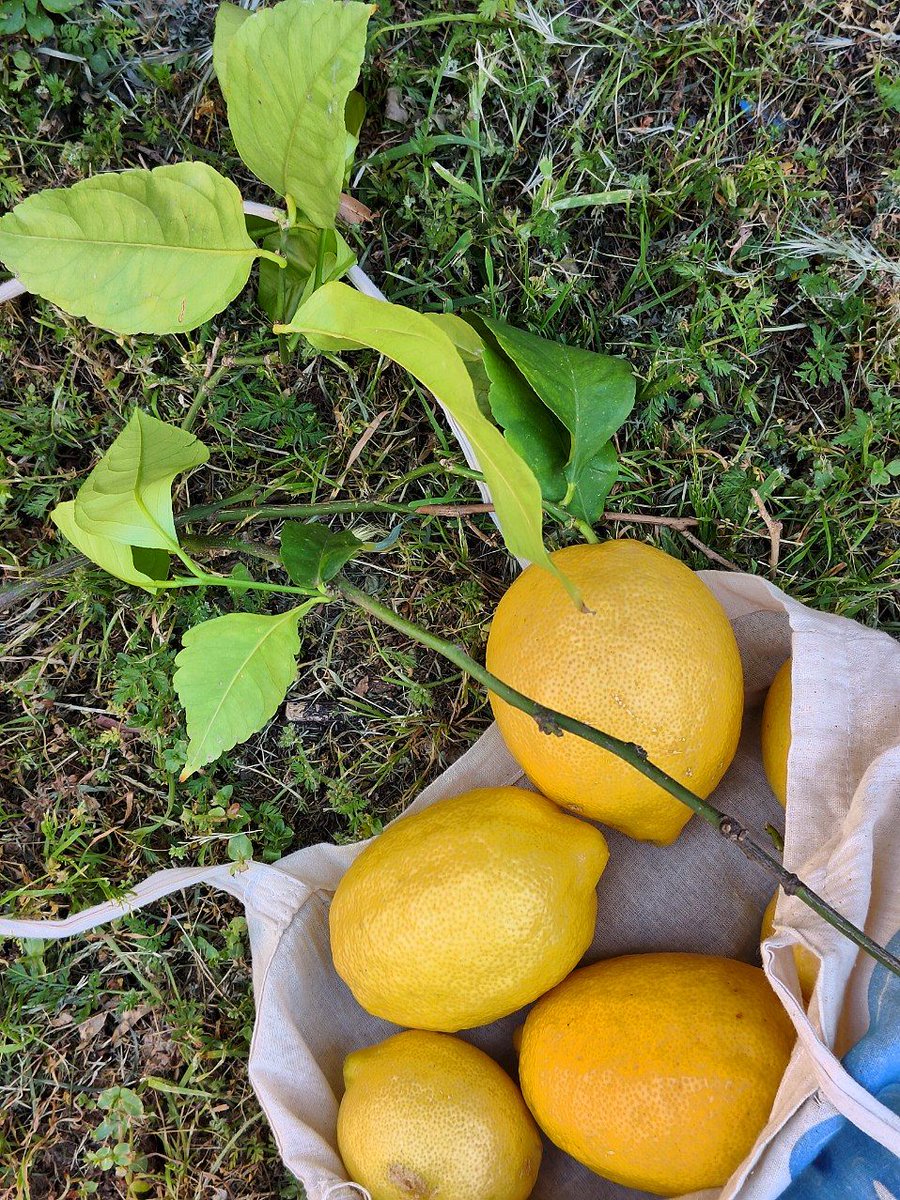 nonameee95_'s tweet photo. A little adventure to get lemons for lemonade because it's really hot outside ☀️ https://t.co/p9qeqpnyB0