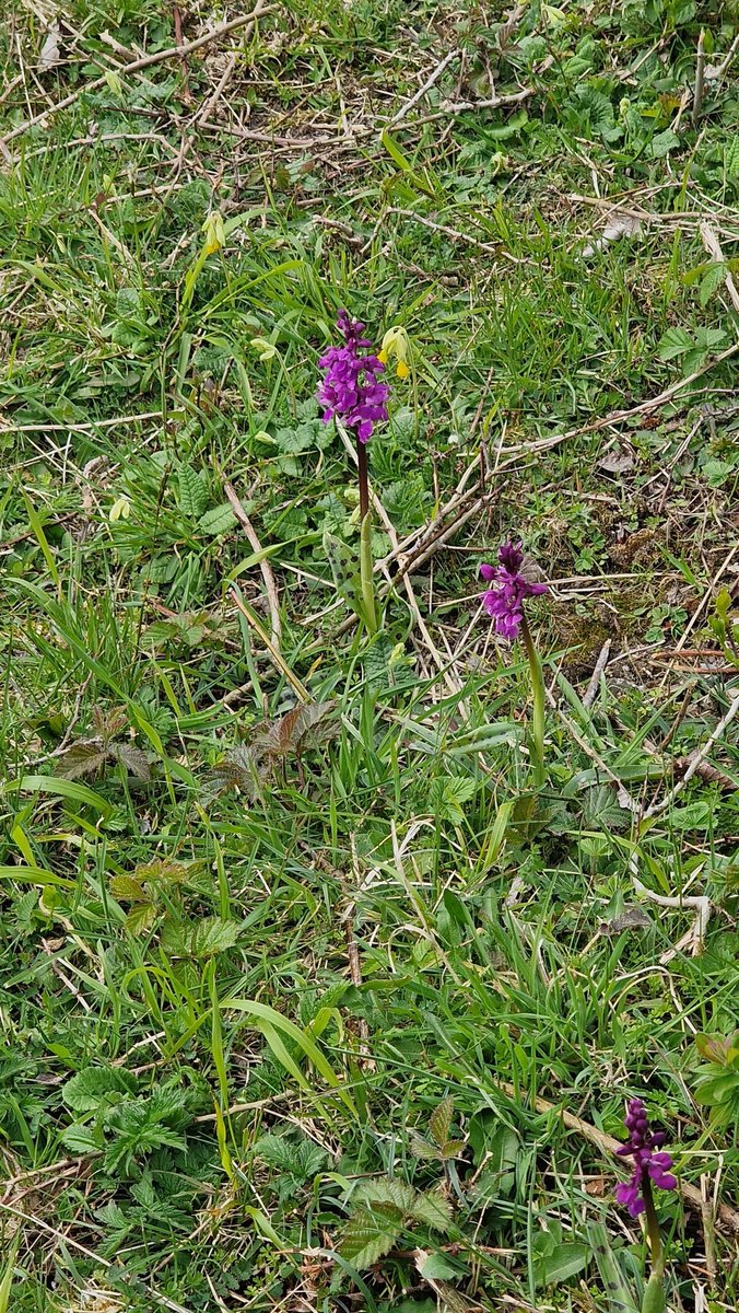 Orchis mascula, Early-purple Orchids. @SussexWildlife's Levin Down, part of the @sdnpa South Downs. Good article on them sussexflora.org.uk/2020/04/orchis… by @Sussex_Botany @BSBIbotany @Love_plants