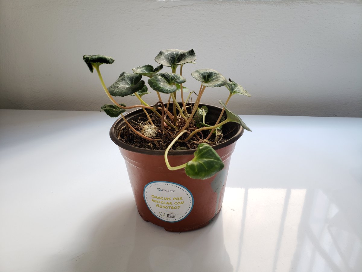 ¡Estamos celebrando un logro ecológico! 🌱💻Hemos obtenido un certificado por enviar nuestro material electrónico a ser reutilizado, ¡contribuyendo al bienestar de nuestro planeta! Únete a nosotros en este viaje hacia un futuro más verde. #Sostenibilidad #Reciclaje #MedioAmbiente