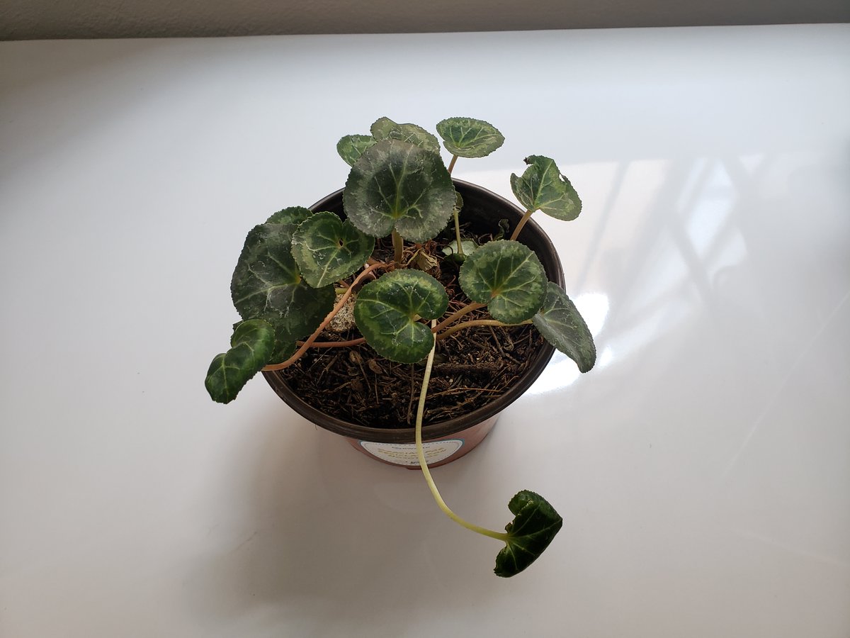 Soluciona's tweet photo. ¡Estamos celebrando un logro ecológico! 🌱💻Hemos obtenido un certificado por enviar nuestro material electrónico a ser reutilizado, ¡contribuyendo al bienestar de nuestro planeta! Únete a nosotros en este viaje hacia un futuro más verde. #Sostenibilidad #Reciclaje #MedioAmbiente https://t.co/EWx315ucAh