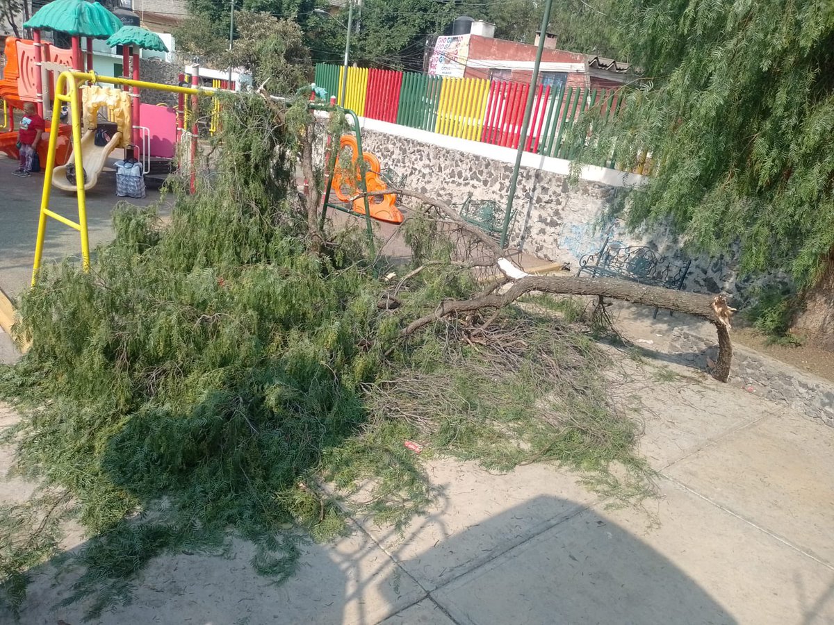 Gracias a Dios que no había niños jugando!!! Así las cosas en #SantaUrsula #Coyoacan Urgente que recuperemos nuestros parques! Debemos de darle cuidado con clareo y prevención de plagas a todos nuestros árboles! Los accidentes pueden volverse tragedia!