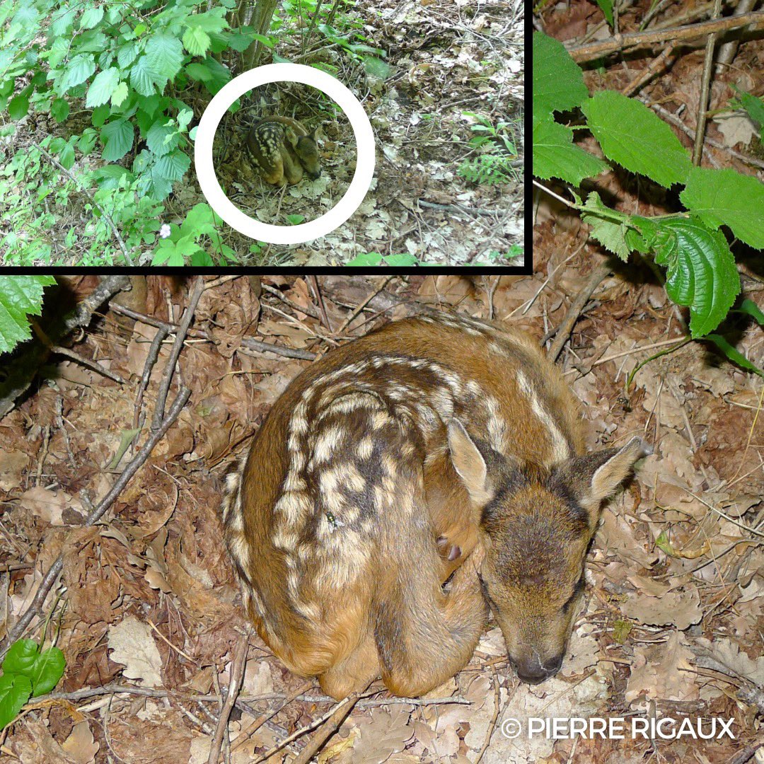 Ne ramassez pas les faons, la mère n’est pas loin et attend que vous partiez

En forêt pour préserver la reproduction de la faune, c’est interdit de promener son chien sans laisse hors des allées du 15/4 au 30/6

Le tir des chevreuils est autorisé dès l’été pour réguler le gibier