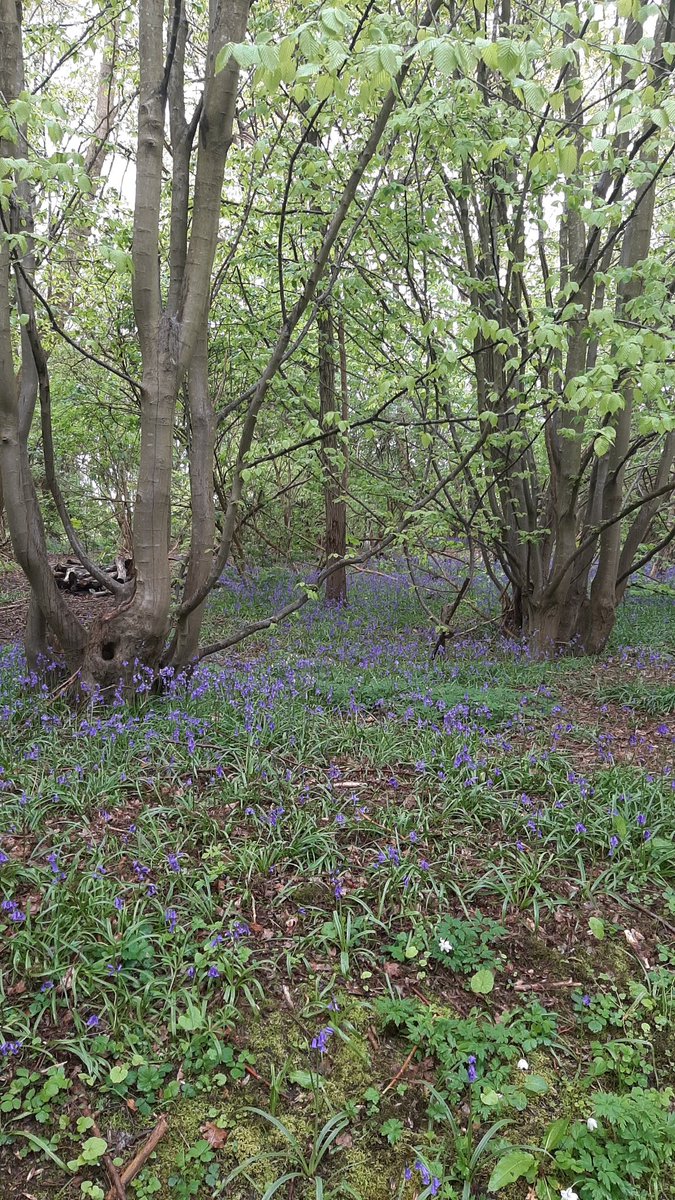 The bluebells are well and truly out on College Lane in the woods by the Key. Catch a glimpse while you can! @UniofHerts