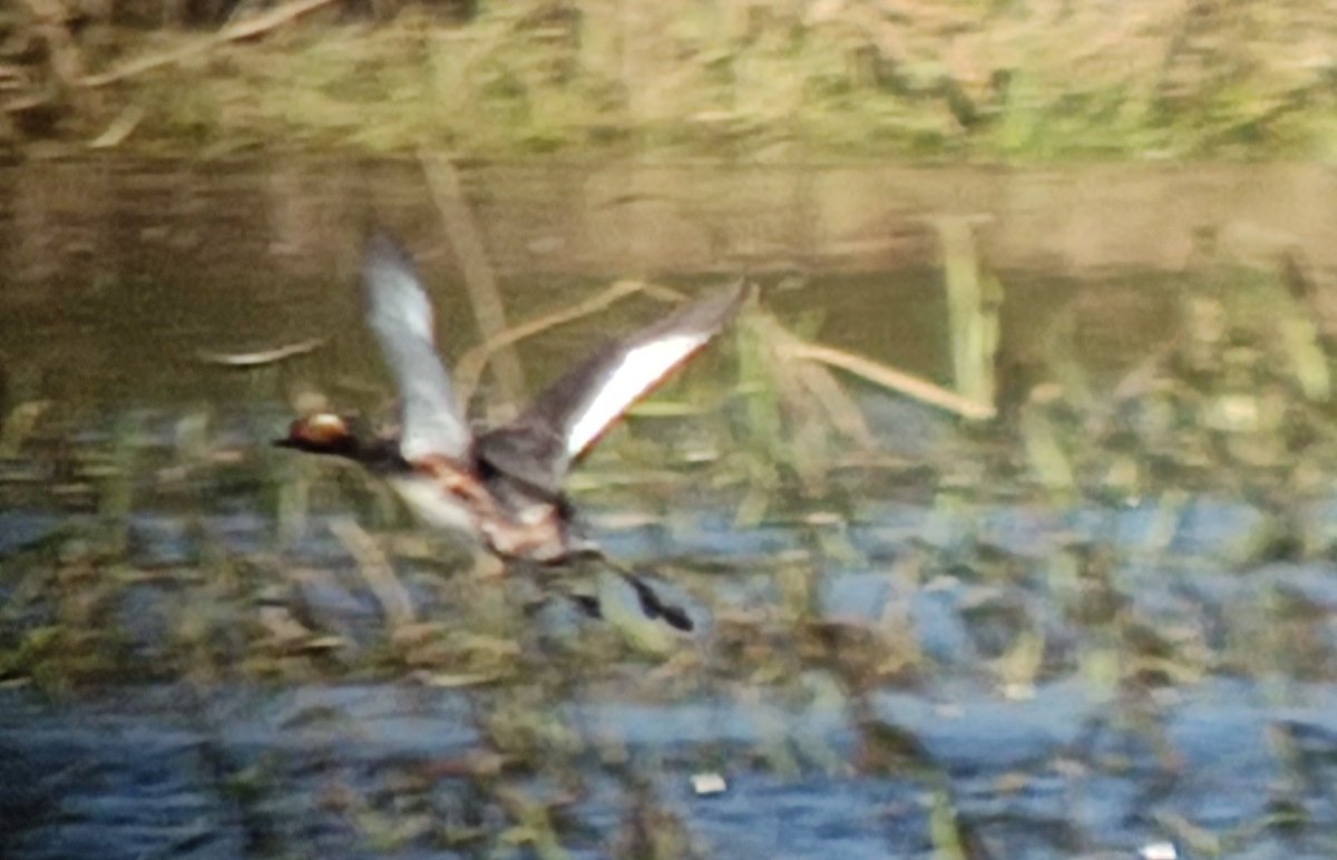 Fab @YCNature birding day round the superb @LDV_NNR. Stacks of summer migrants around, with Tree Pipit and Lesser Whitethroat the pick. Slavonian Grebe and Black-necked Grebe (pic) double was great along with c40 Black-tailed Godwits.