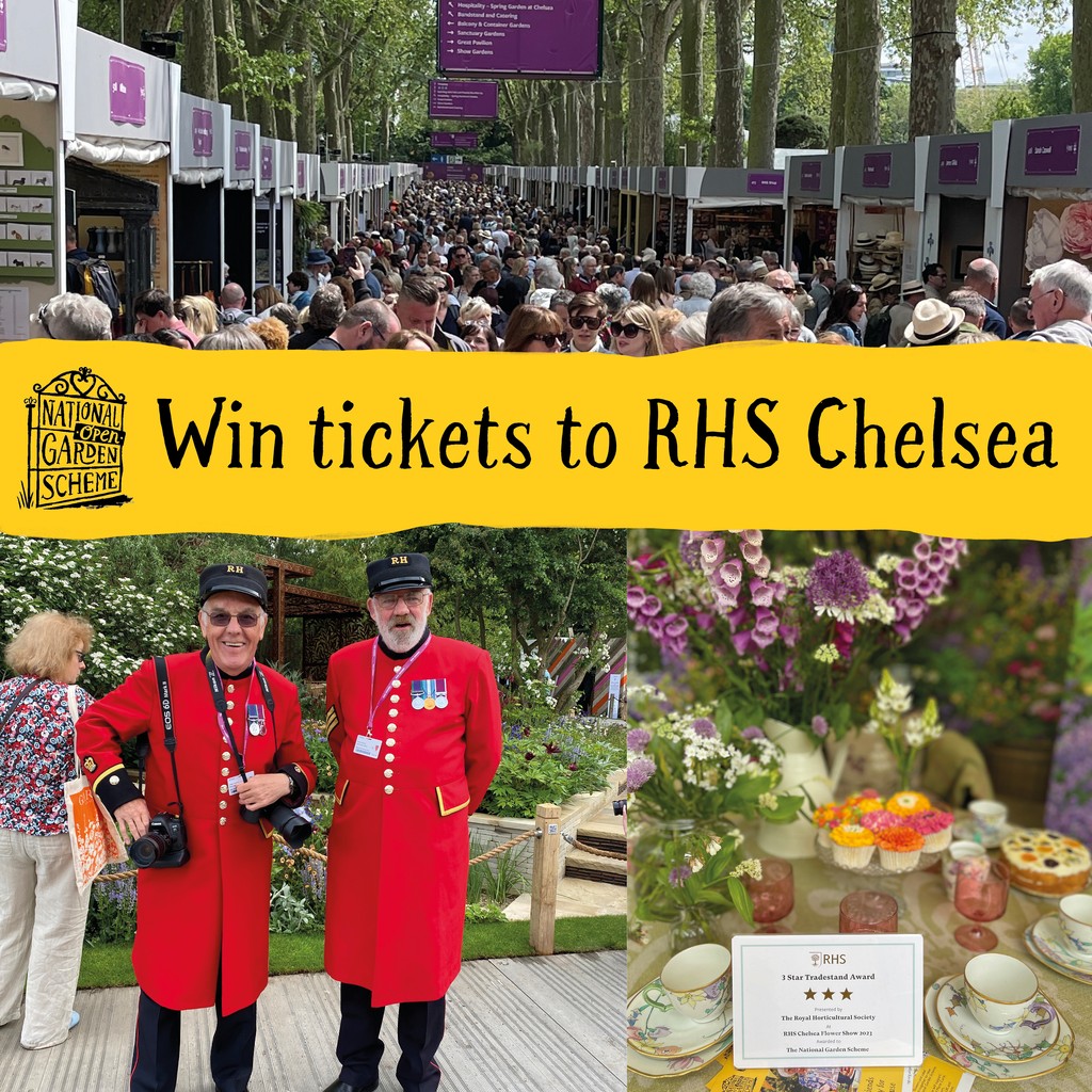 ✨️WIN TICKETS TO RHS CHELSEA✨️ Win a pair of tickets to the RHS Chelsea Flower Show in our Pre-Chelsea Raffle. Click the link to buy your raffle tickets👇️ app.galabid.com/ngschelsea/ite… #RHSChelsea #ChelseaFlowerShow #projectgivingback #gardensforgoodcauses #win #raffle