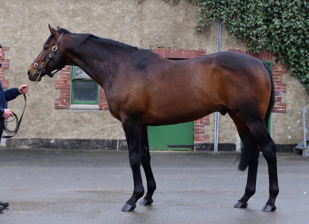 💎 DIAMOND NORA (Diamond Boy- pic) makes all to win the mares maiden hurdle @BallinrobeRaces, adding to her debut win at Ballindenisk in January 👏🏼 Well done to Declan Queally, Mrs B Queally and breeder T Fleming