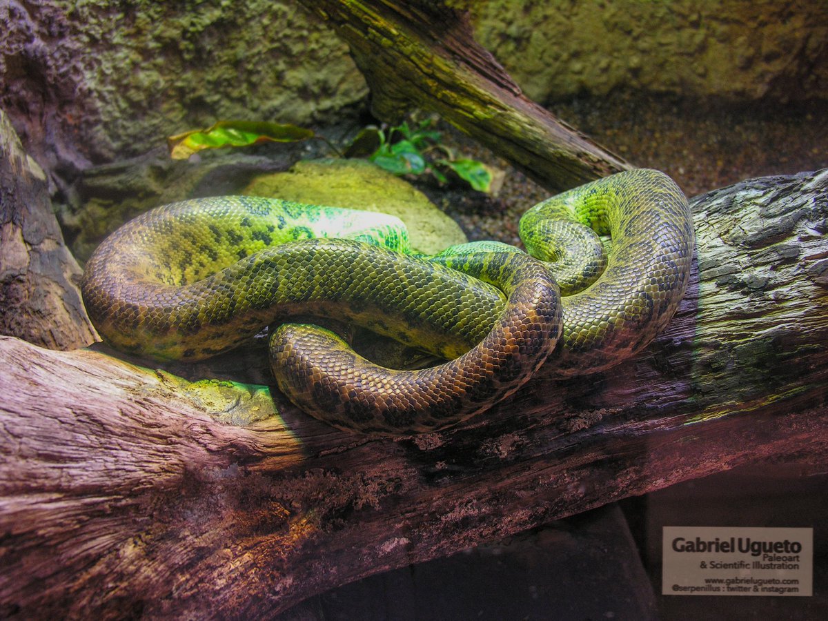 Gabriel N. U. tweet media