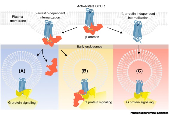 Online now - the Review 'Beneath the surface: endosomal #GPCRsignaling' from @emmafloes97 and @Thomsen_Lab.
 
#endosomalsignaling #desensitization #internalizedGPCRs #megaplexes

Read it free for 50 days 👉 authors.elsevier.com/a/1iyNV3S6GfQZ…