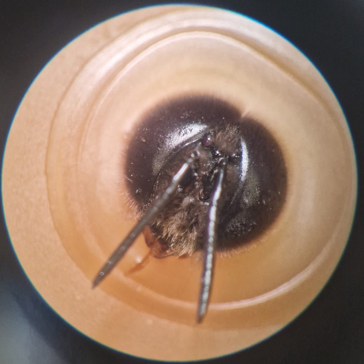 DigsterXYZ's tweet photo. GM!
Today I went to the lab for a biology class and to dissect some bees! https://t.co/oyPcGVdBeA