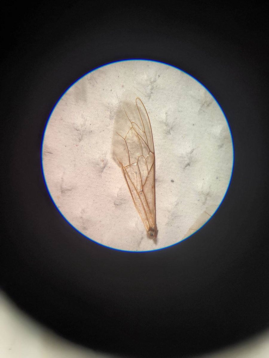 DigsterXYZ's tweet photo. GM!
Today I went to the lab for a biology class and to dissect some bees! https://t.co/oyPcGVdBeA